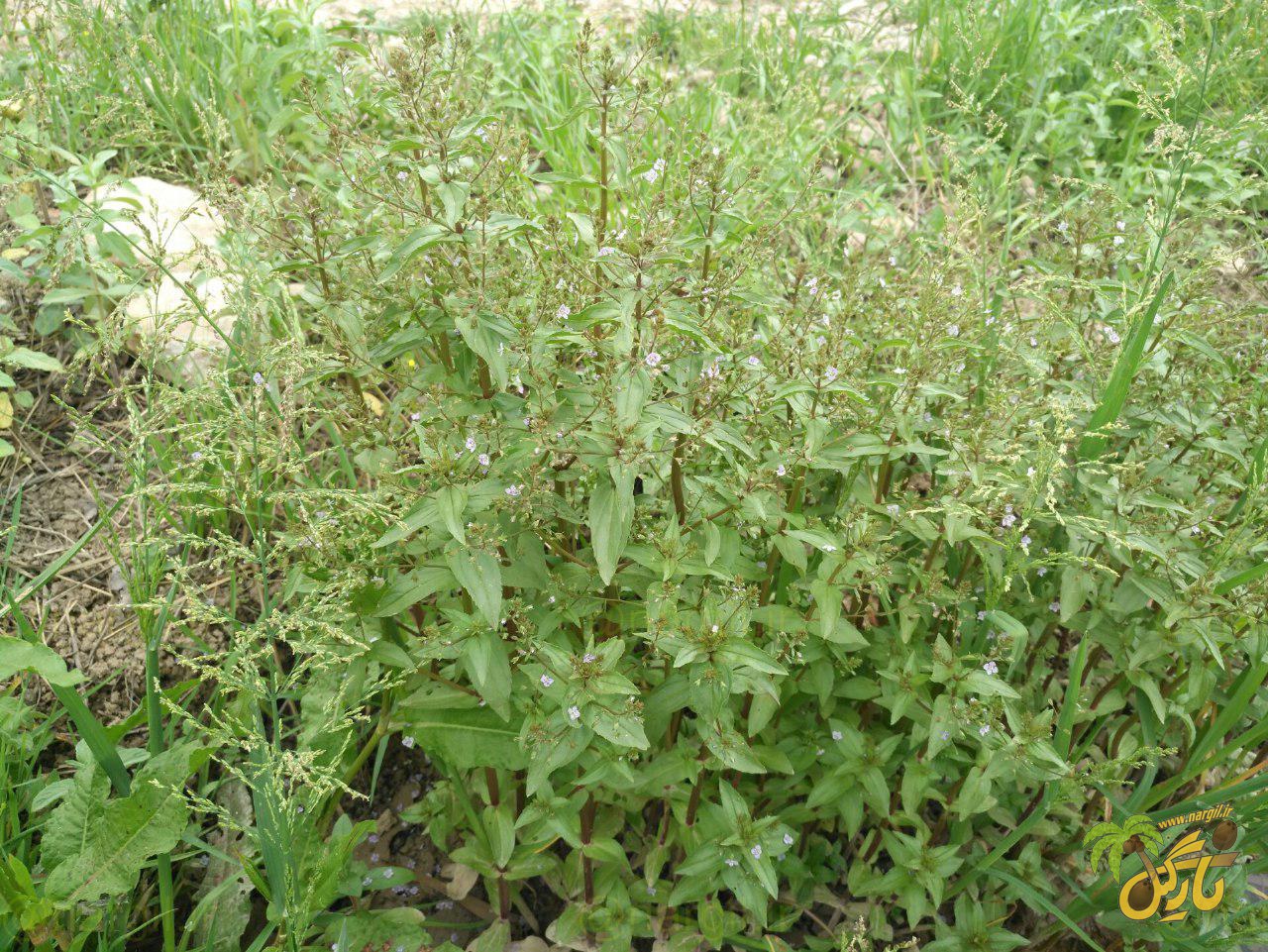 سیزاب آبی